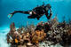 Open Water Diver Course