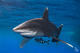 Shark Obsession Route
