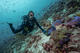 Double Fun Dive in Cozumel