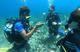 Subex Diver Course