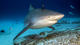 Bull Shark Diving