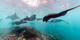 Hanifaru Bay Manta Encounter 7 nights