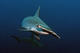 Route Shark Obsession
