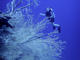 4 Nights and 6 Dives