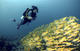 ReActivate PADI Course