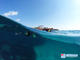 Snorkeling from a Boat