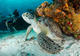 Best of Maldives 4 nights