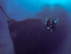 Double dive in Puerto Morelos