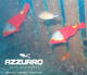 Fun Dive at Azzurro Azores