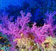 Fun Dive at Moondive