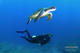 Snorkeling with Turtles