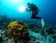 Certified divers diving from shore