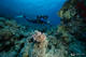 Try Dive
