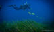 Pack 6 Dives + 1 free at Albatros Diving Mallorca
