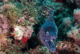 Diving in Punta Tiñosa