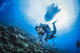 Try Dive (TIRAN)
