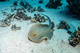 Double Fun Dive in Haliotis Faial with equipment included