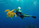 Discover Scuba Diving in Sahl Hasheesh