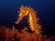 Double dive in Sahl Hasheesh