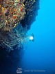 Discover Scuba Diving in Boracay