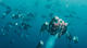 Palau Bumphead Spawning