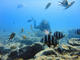 Fun Dive at Fuerteventura Diving