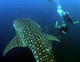 Advanced Open Water Diver Course in Puerto Galera
