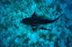 Double Dive with Bull Shark