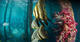 Raja Ampat 7 nights