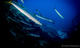 Pack 10 Dives + 2 free at Albatros Diving Mallorca