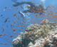 Boat Safari & Snorkeling at Gabr El Bint Protectorate FDE02