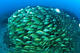Fun Dive at La Graciosa Divers