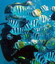 Refresher Tune-Up Dive