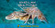 8 Day Dive Package Khao Lak