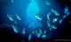 Pack 25 Dives at Albatros Diving Mallorca
