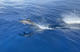 Triple Fun Dive in Gato Island