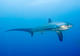 Deep Adventure Dive on Monad of Kimud Shoal