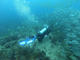 Open Water Diver Course