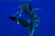 Mergui Archipelago 7 nights