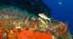 Double Fun Dive with equipment at The Blue Jump La Azohia