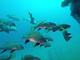 Fun Dive with e at Underwater Park Tarragano with All Blue Diving Cambrils