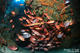 Night Dive in Sao Nicolau