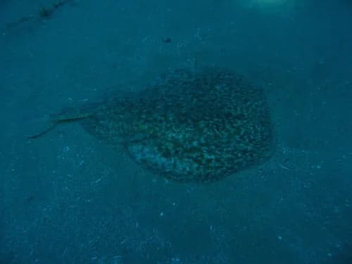 buceo-scuba-elx