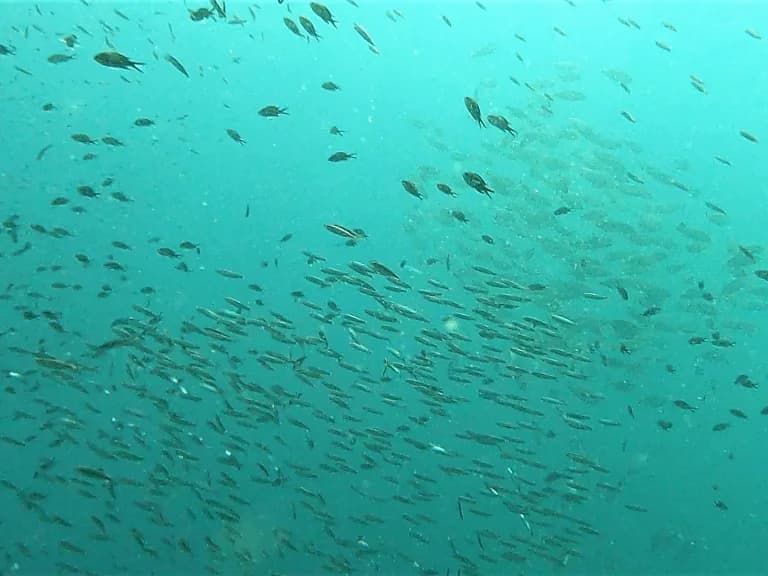 buceo-all-blue-diving-cambrils