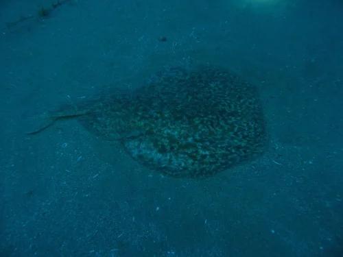 buceo-scuba-elx