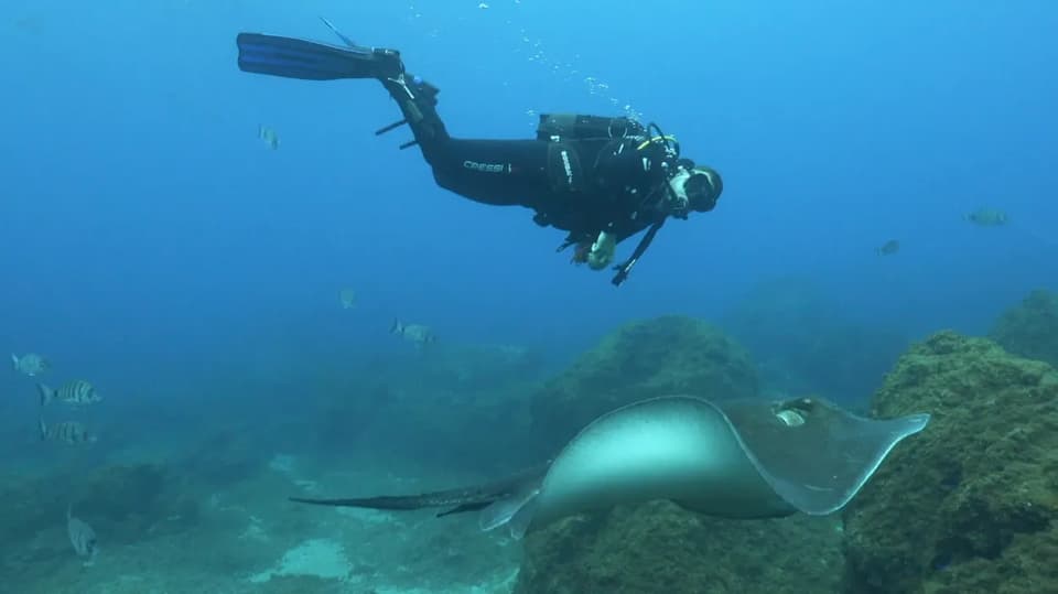 Inmersion Deep Fin Tenerife inmersion-deep-fin-tenerife
