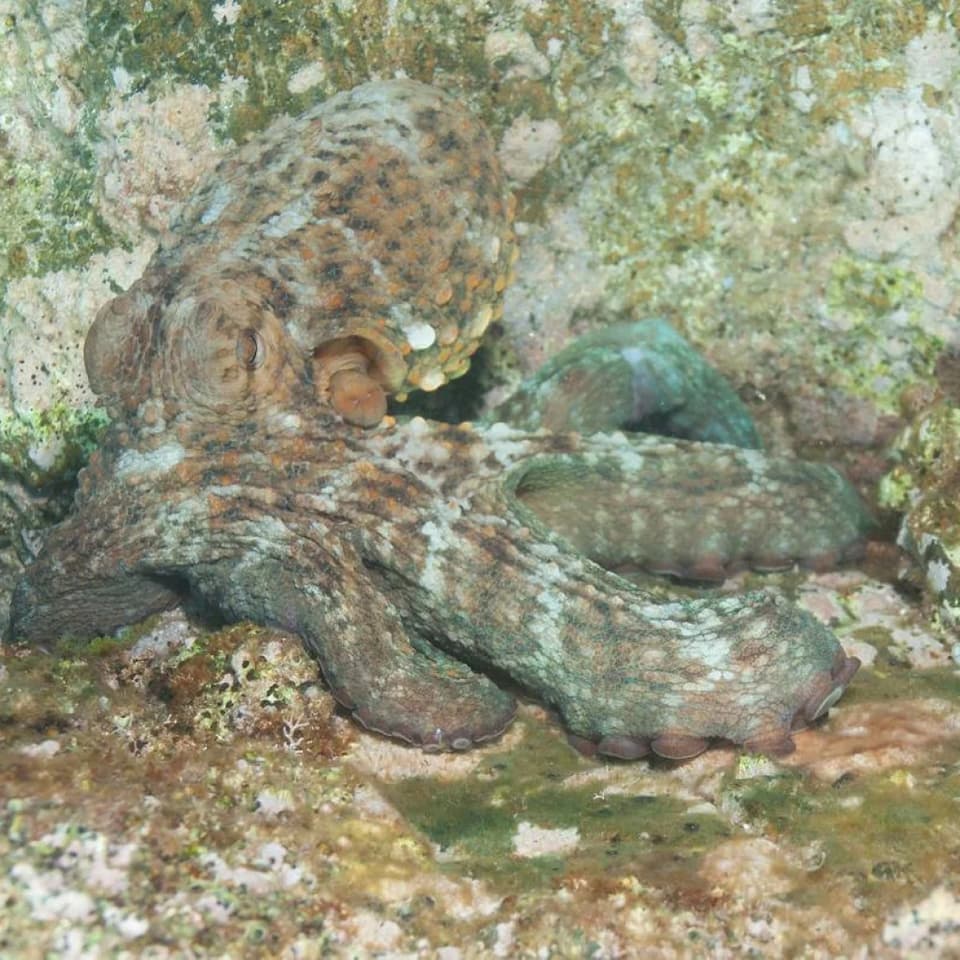 buceo-scuba-elx