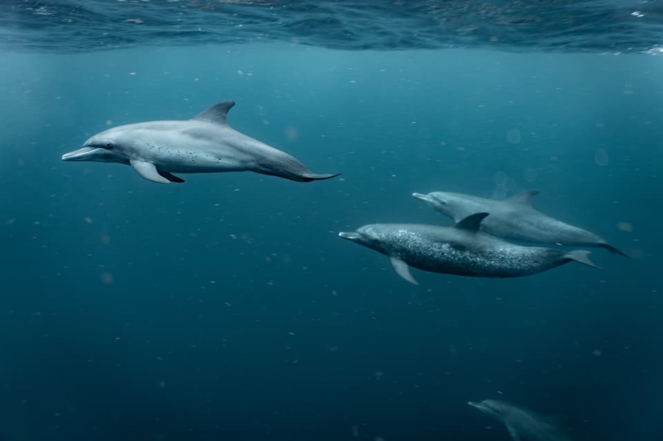 Nautilus Isla Fuerte
