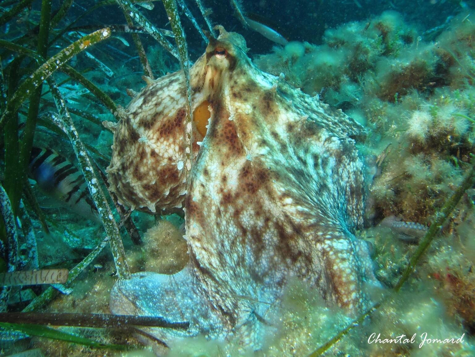 Pulpo Aqualonde Pulpo Aqualonde