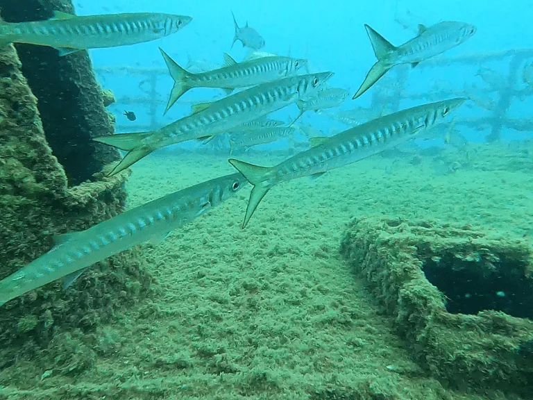 buceo-all-blue-diving-cambrils